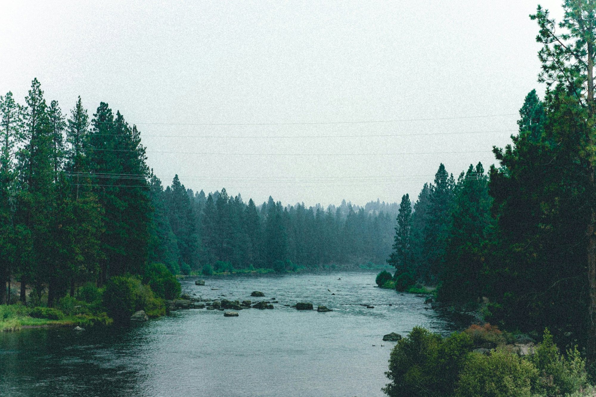 A river running through pine forest under a gray sky